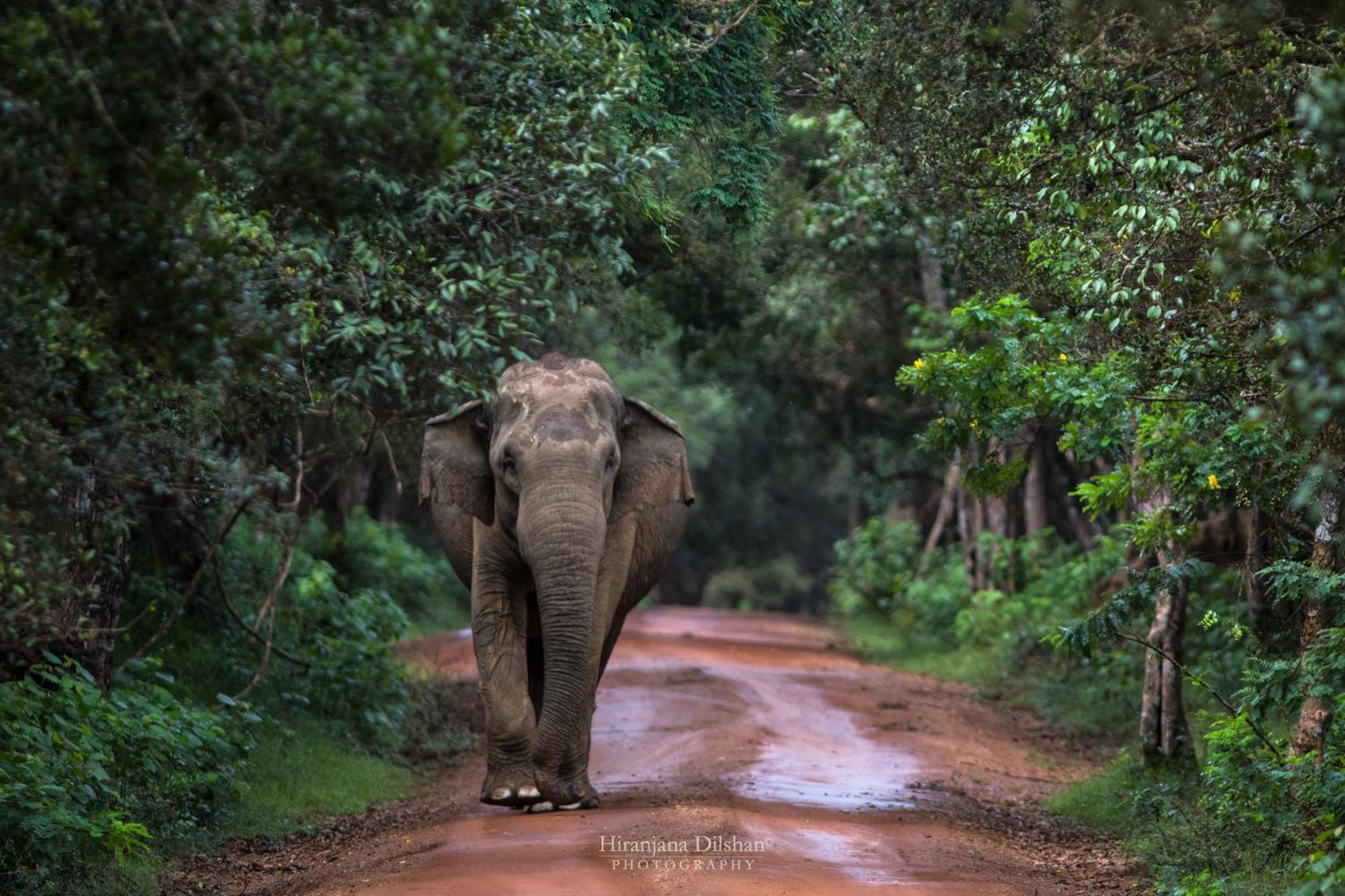 Villa Epic Wild Wilpattu Nochchiyagama Exterior foto