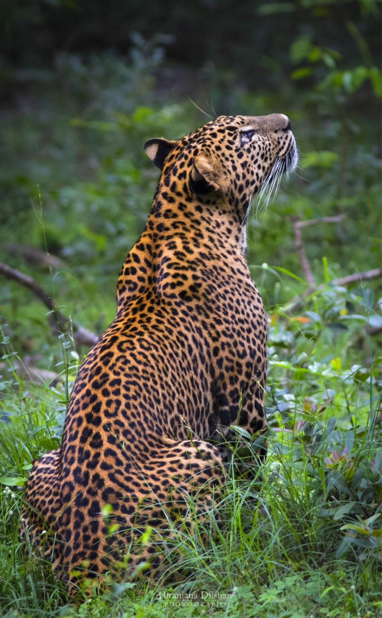 Villa Epic Wild Wilpattu Nochchiyagama Exterior foto