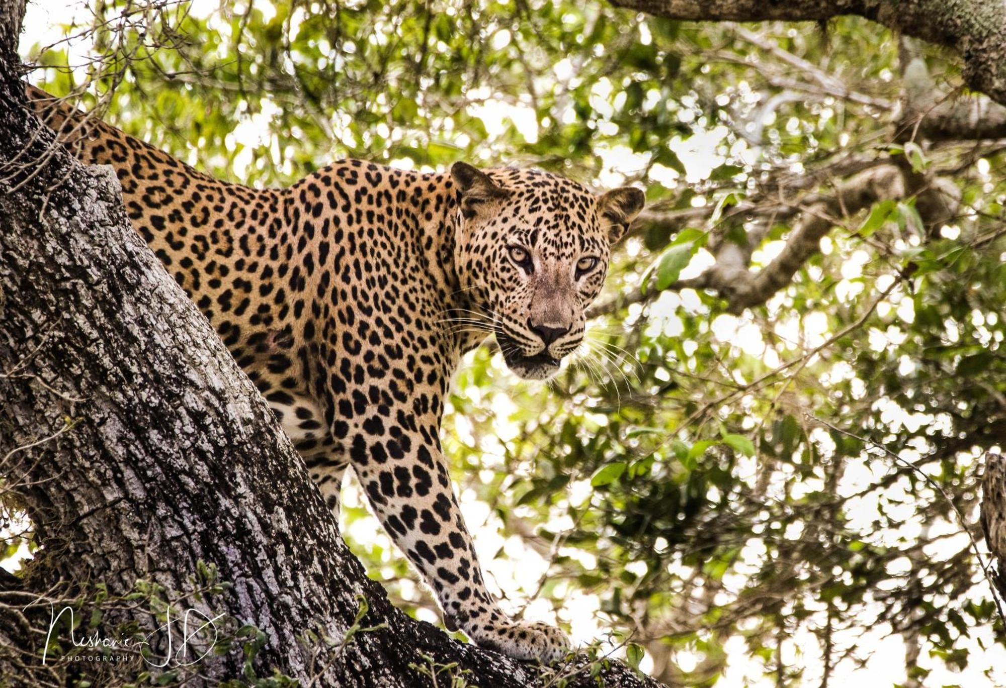 Villa Epic Wild Wilpattu Nochchiyagama Exterior foto